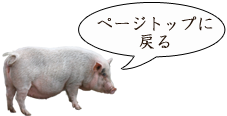 アイコン：トップに戻るぶた